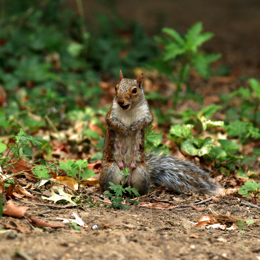 Fotografering - New York Squirrel