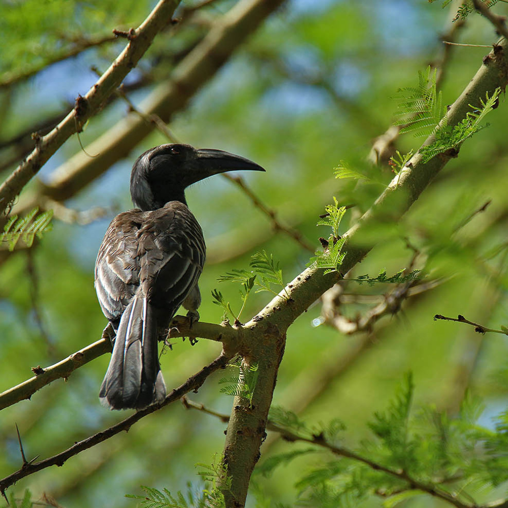 Fotografering - Seychelles Bird