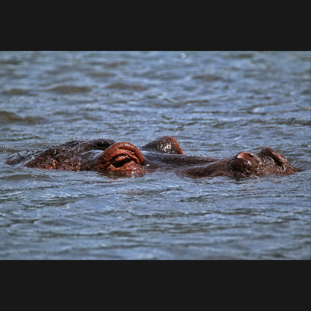 Fotografering - Swimming Hippopotamus